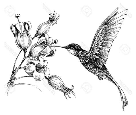 Hummingbird Drawing Free Download On Clipartmag