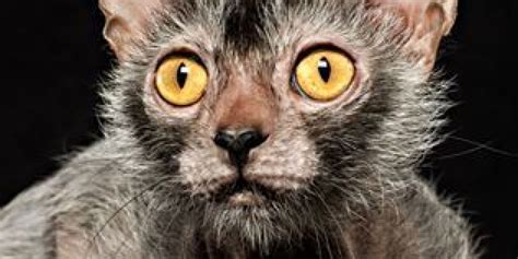 Lykoi Werewolf Cats Bred In Tennessee Cat Breeds Cat Personalities