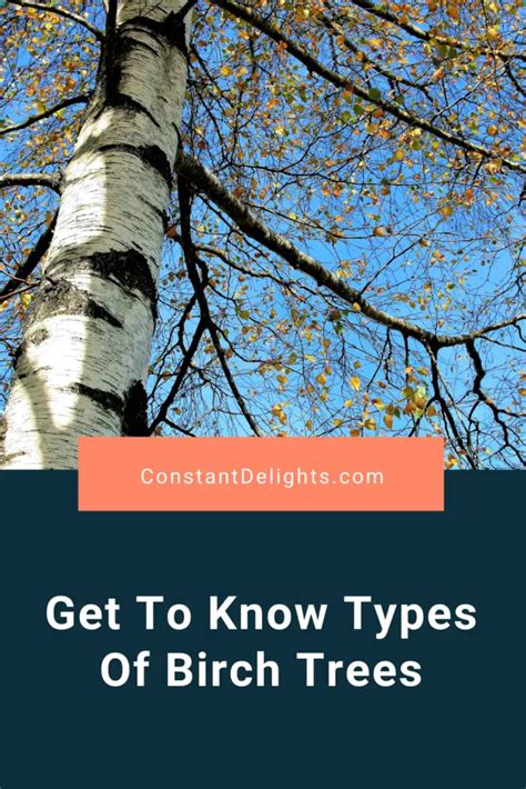 Get To Know Types Of Birch Trees Constant Delights