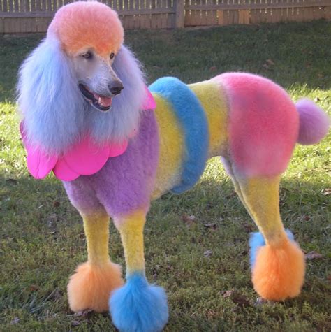 Pin By Donna Jean On Dyed Animals Cute Animals Poodle Dog Cat