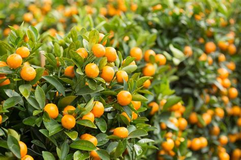 Citrus Japonica Kumquat