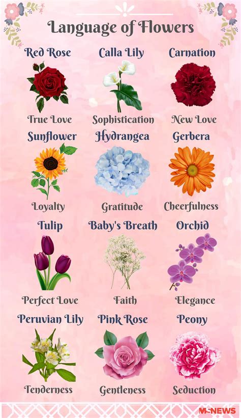List Of Flowers With Pictures And Meanings 25 Types Of Pink Flowers