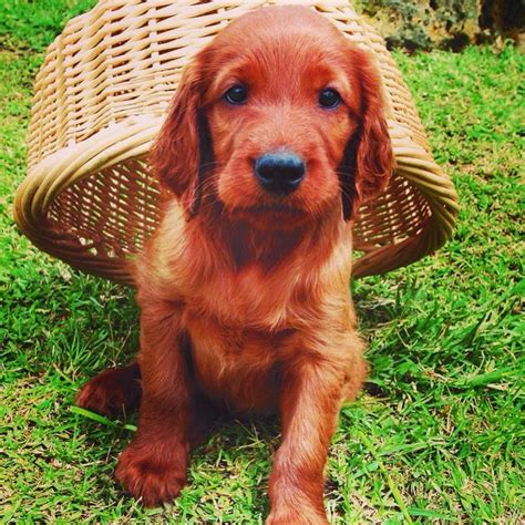 Little Irish Red Setter Puppy This Is The Dog I Want Irish Setter