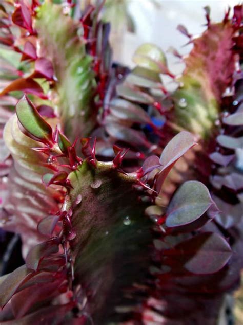 The african milk tree doesn't require pruning to look lovely and cutting it is mostly a personal preference, but it may become necessary if the plant repotting african milk tree succulents. Euphorbia trigona f. rubra - African Milk Tree | World of ...