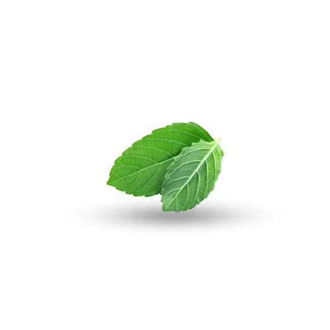 Single Tulsi Leaf