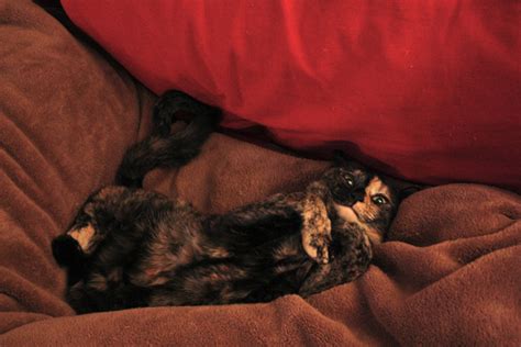 Do Tortoiseshell Cats Really Have Tortitude Catster