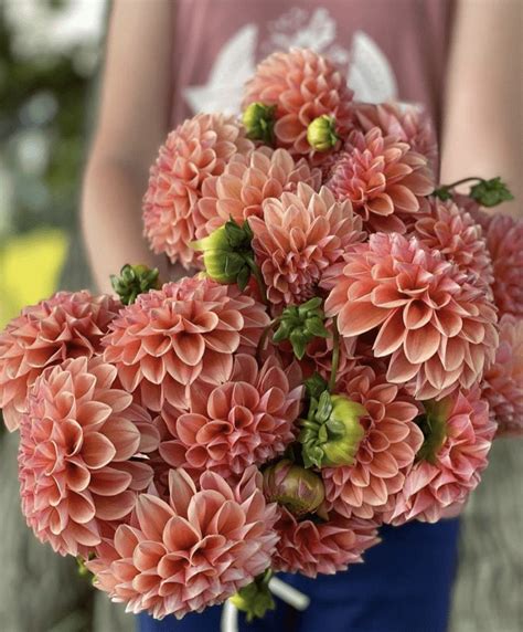 The Difference Between Dahlia Seeds And Dahlia Tubers Triple Wren Farms