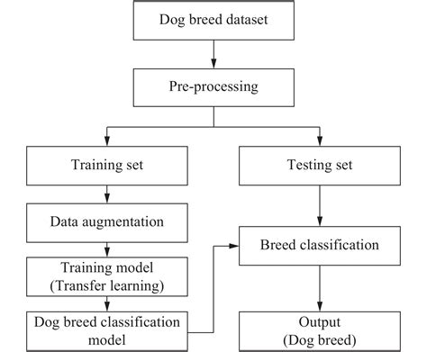 Knowing Your Dog Breed Identifying A Dog Breed With Deep Learning