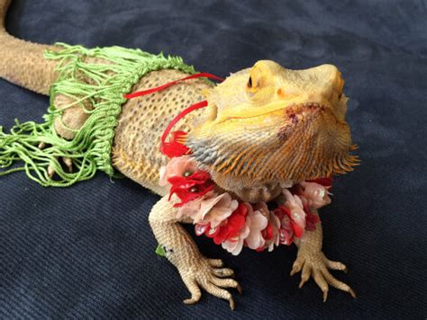 The 10 Most Awesome Bearded Dragon Costumes You Have Ever Seen