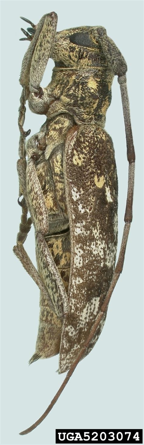 The application of pesticides to standing or running water when made to class a, b, or c wastewater treatment plant operator certification issued by the cdphe, and 20 hours of field experience. Carolina pine sawyer beetle, Monochamus carolinensis ...