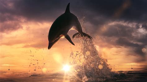 3840x2160 Dolphin Jump Out Of Ocean 4k Hd 4k Wallpapers Images