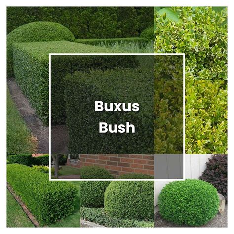 How To Grow Buxus Bush Plant Care And Tips Norwichgardener