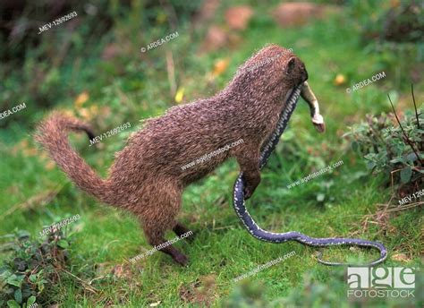 Egyptian Mongoose Herpestes Ichneumon Young Anumai Killing A Snake