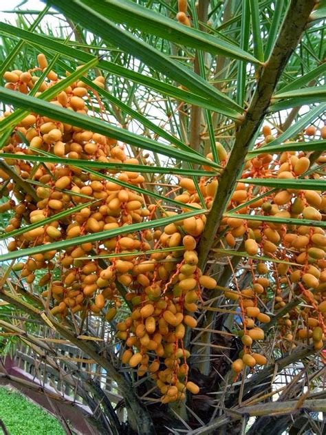 Siapa sangka di malaysia juga turut ada permintaan tanaman pokok kurma yang sentiasa mendapat tempat kebanyakan masyarakt melayu di negara kita. Pokok Kurma berbuah lebat di Masjid Ulul Albab..Jertih ...