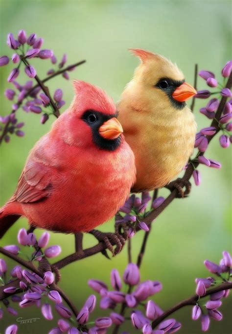 Cardinals By Christopher Tackett Kinds Of Birds All Birds Little