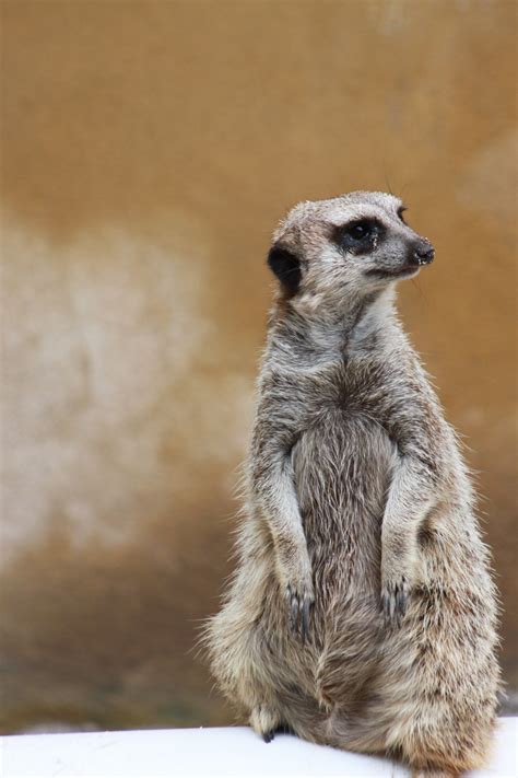 Gambar Meerkat Binatang Menyusui Bertulang Belakang Hewan Darat