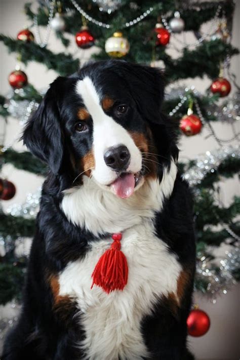 Merry X Mas To All By Evelina Macijauskaitė On 500px Bernese