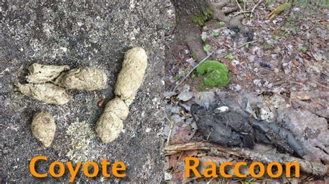 Raccoon Scat How To Identify And Find Latrines Dangers To Be Aware Of