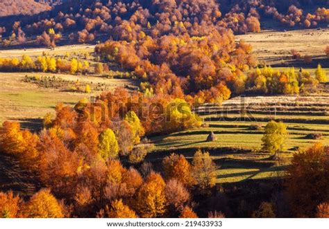 Majestic Colorful Forest Sunny Beams Natural Stock Photo 219433933