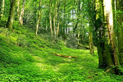 Forest Landscape Bach Free Photo On Pixabay