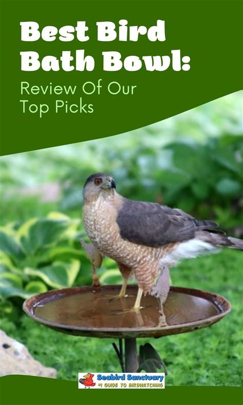 Best Bird Bath Bowl Review Of Our Top Picks Bird Bath Bowl Replacement