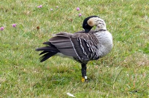 Nene Hawaiis State Bird Bird Species Birding Hotspots