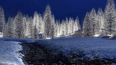 Winter Forest Night 1080p Wallpapers Trees Snowy