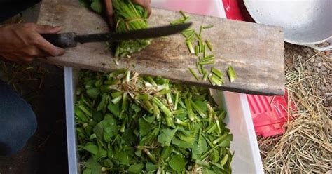 Check spelling or type a new query. Tiga Jenis Pakan Yang Sehat Untuk Ikan Nila