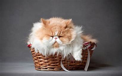 Persian Cat Cats Furry Sleeping Wallpapers Pet