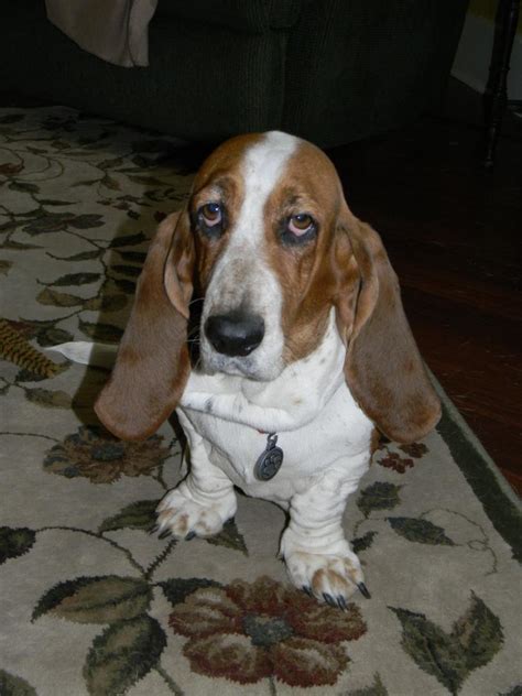 What Is A Mini Basset Hound