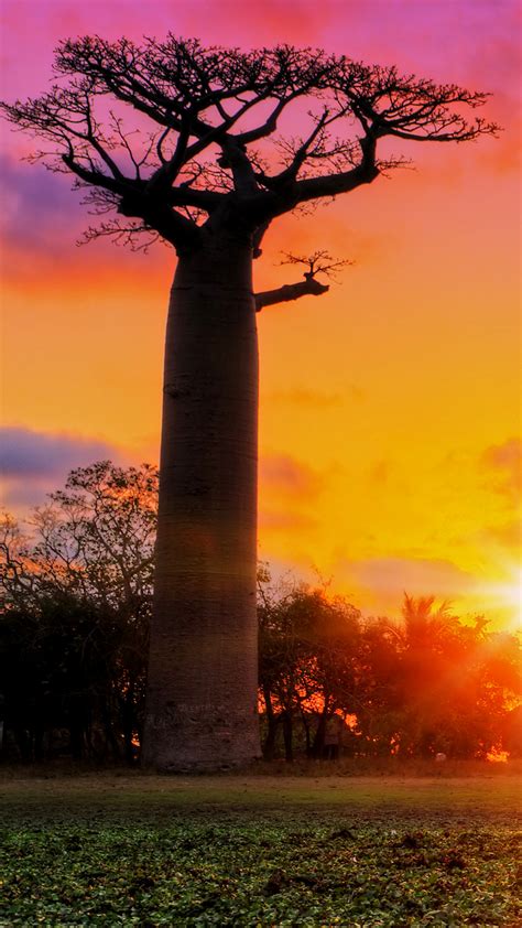 Avenue Of The Baobabs Trees At Sunset Menabe Madagascar Windows 10