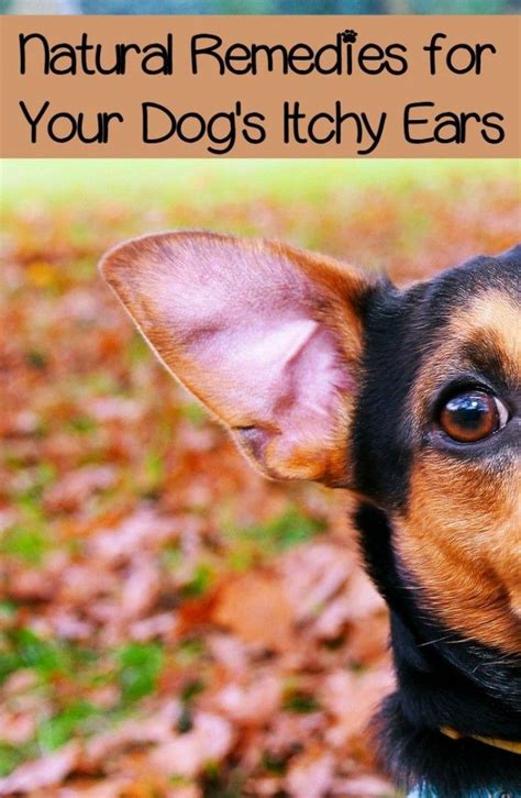 Itchy Ears In Dogs Natural Approaches To Easing The Itch Itchy Ears