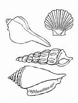 Coloring Seashell Types Four Beautiful Pages Years Old Colored sketch template