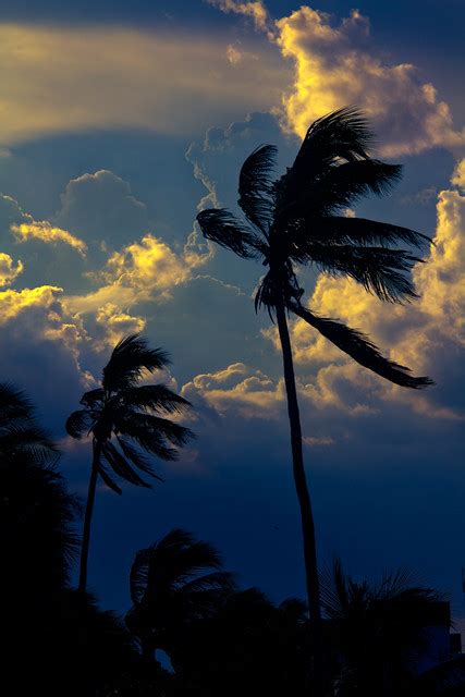 South Beach Palm Trees And Storm Clouds Flickr Photo Sharing