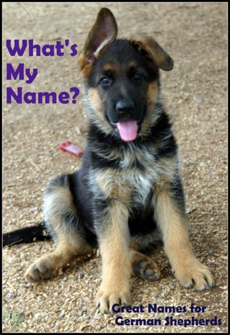 German Shepherd Puppy Names Shepherd