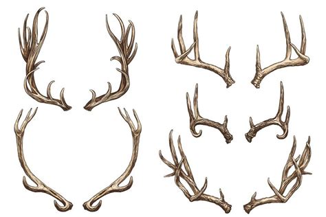 Deer Antlers Collection Antler Drawing Antler Illustration Antler