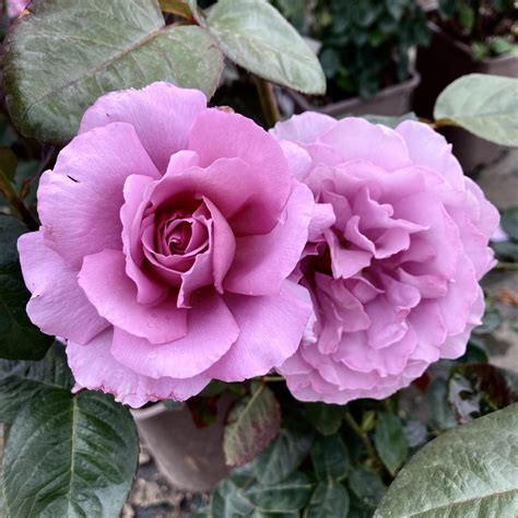 Lilac And Purple Roses Buy Online Harkness Roses