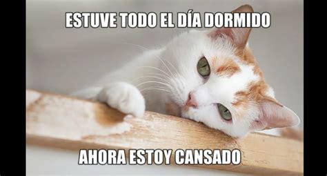 Facebook Día Del Gato Los Hilarantes Memes Que Demuestran Lo Astutos