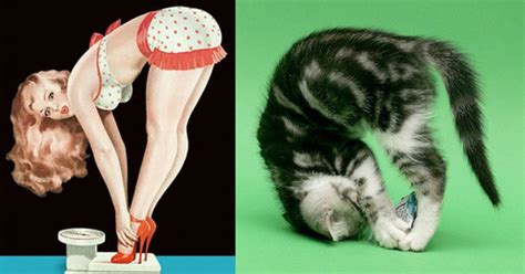 Cats That Look Like Pin Up Girls Lolcats Get Sexy Pictures Huffpost Uk News