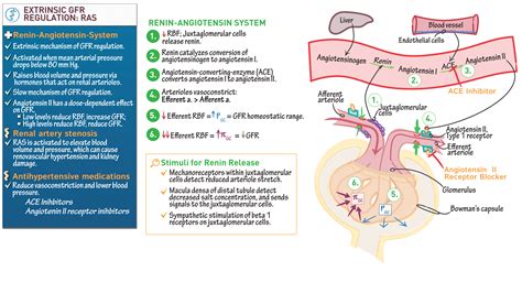 Renal System Extrinsic Gfr Regulation Renin Angiotensin System