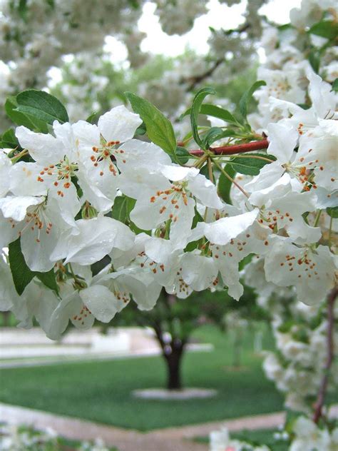 Flowering Crab Tree White Crabapple Trees Expert Growing And Care