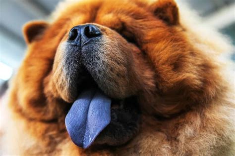 15 Intriguing Fun Facts About Chow Chow Dogs