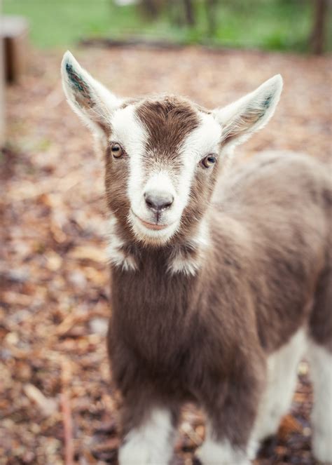Goat Breeds — Puget Sound Goat Rescue