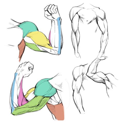 Study On Behance Dibujo Anatomia Humana Dibujo Musculos Anatomia Images