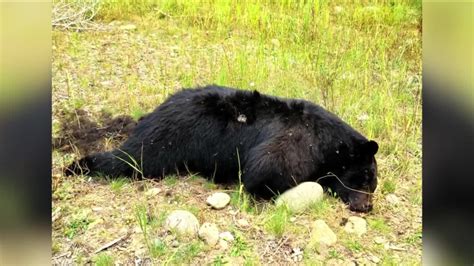 Fwp Searching For Person Who Killed And Dumped A Black Bear