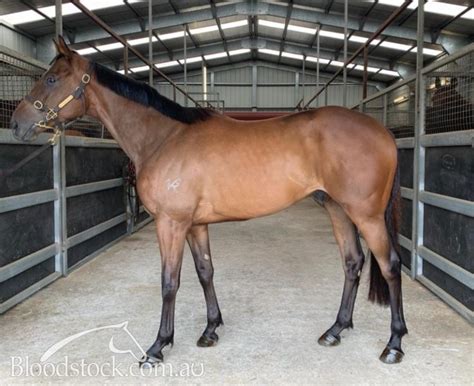 Bloodstock Listing Bobs Syd Provincial Trained Lightly Raced 3yo