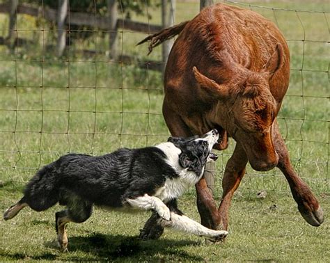 australian shepherd  cattle  aussie  tough flickr