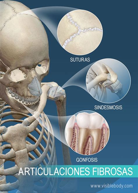 Ciencias Interactivas Las Articulaciones