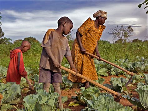 Agriculture En Afrique Quand Les Chefs Detats Africains Ne Tiennent