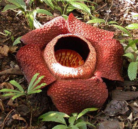 Rafflesia Flower In Kota Kinabalu Borneo Rainforest In Kinabalu Park